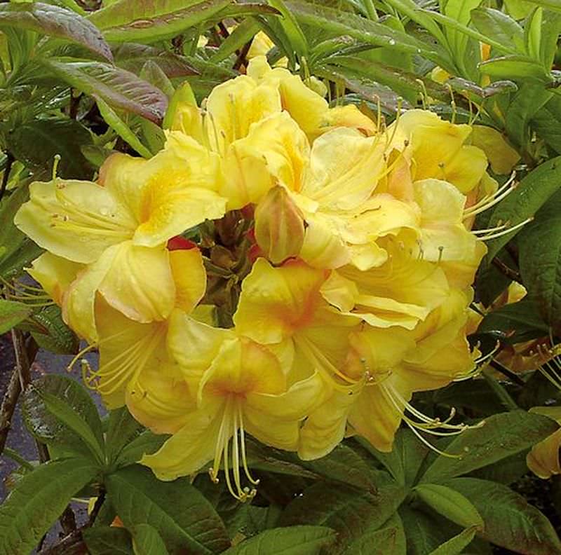  Azalee Golden Sunset 30-40cm - Rhododendron Luteum - Alpenrose