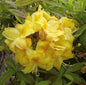  Azalee Golden Sunset 40-50cm - Rhododendron Luteum - Alpenrose