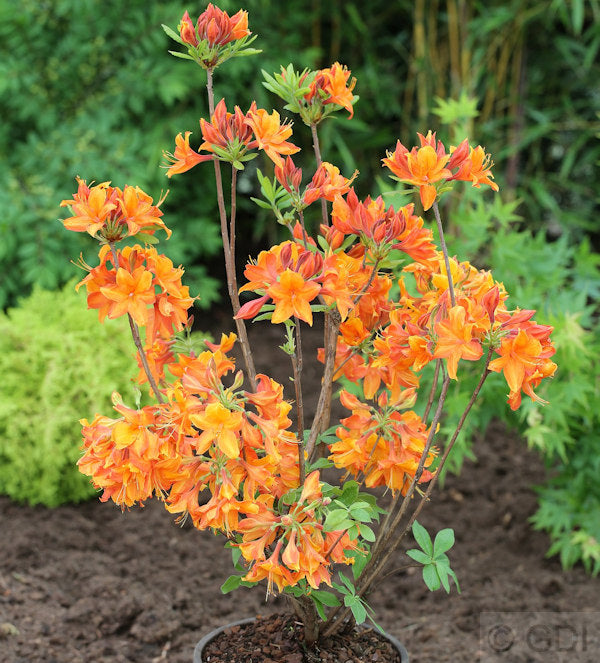  Azalee Goldflamme 30-40cm - Rhododendron Luteum - Alpenrose