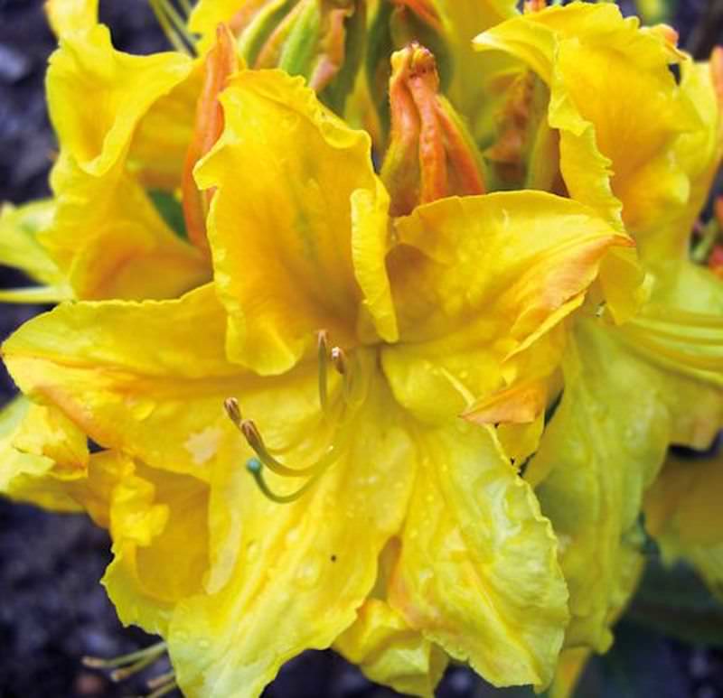  Azalee Goldstück 40-50cm - Rhododendron Luteum - Alpenrose