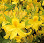  Azalee Goldtopas 40-50cm - Rhododendron Luteum - Alpenrose