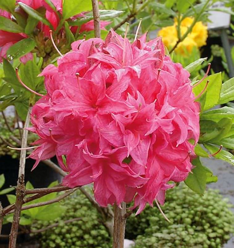  Azalee Homebush 40-50cm - Rhododendron Luteum - Alpenrose
