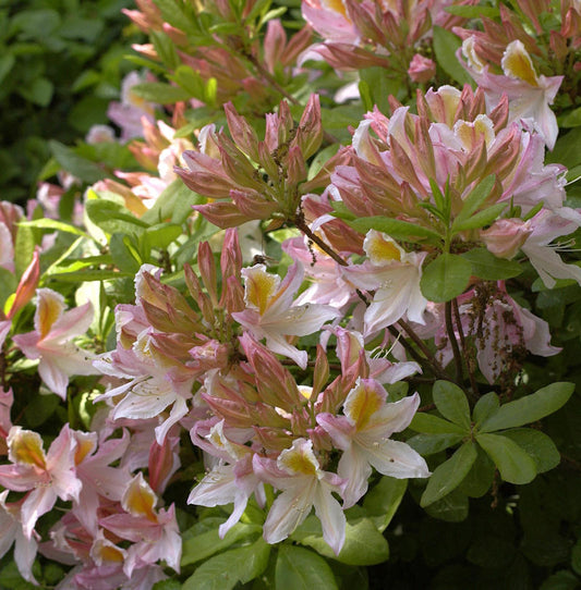  Azalee Irene Koster 40-50cm - Rhododendron Luteum - Alpenrose