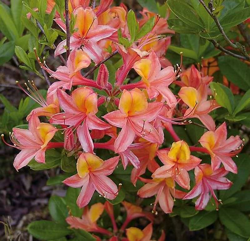  Azalee Josephine Klinger 40-50cm - Rhododendron Luteum - Alpenrose