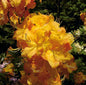  Azalee Klondyke 40-50cm - Rhododendron Luteum - Alpenrose