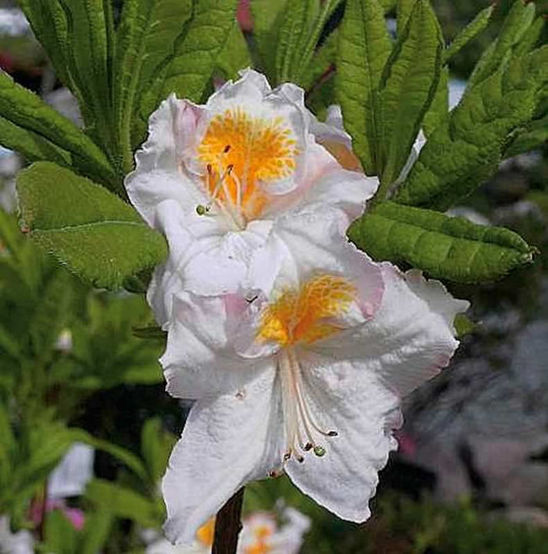  Hochstamm Azalee Möwe 60-80cm - Rhododendron Luteum - Alpenrose