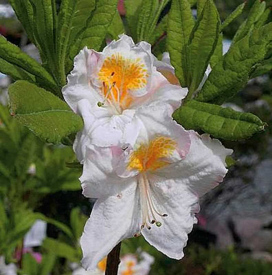  Hochstamm Azalee Möwe 60-80cm - Rhododendron Luteum - Alpenrose