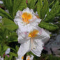  Azalee Möwe 60-80cm - Rhododendron Luteum - Alpenrose