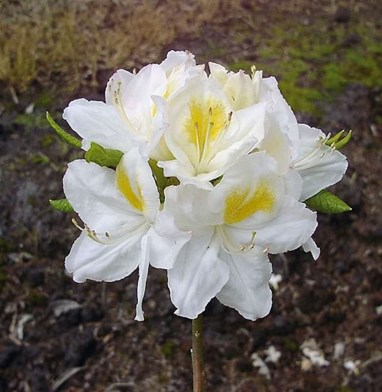  Azalee Persil 60-70cm - Rhododendron Luteum - Alpenrose