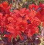  Azalee Royal Command 40-50cm - Rhododendron Luteum - Alpenrose
