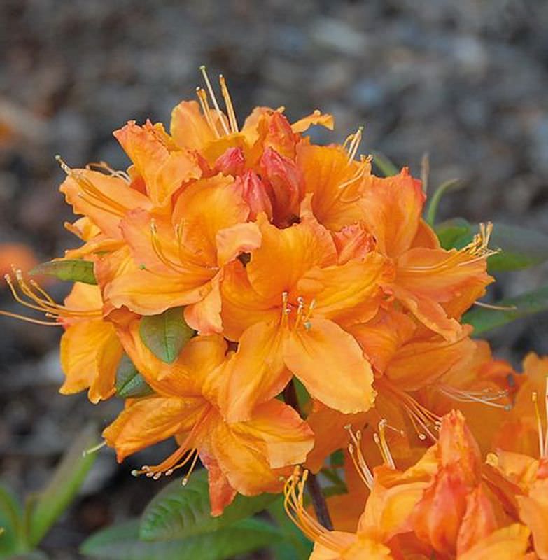  Azalee Rumba 40-50cm - Rhododendron Luteum - Alpenrose