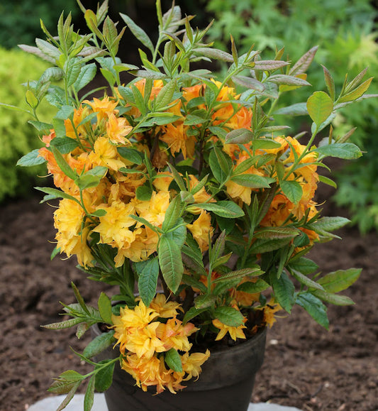  Azalee Sun Star 30-40cm - Rhododendron Luteum - Alpenrose