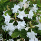  Azalee Whitethroat 40-50cm - Rhododendron Luteum - Alpenrose