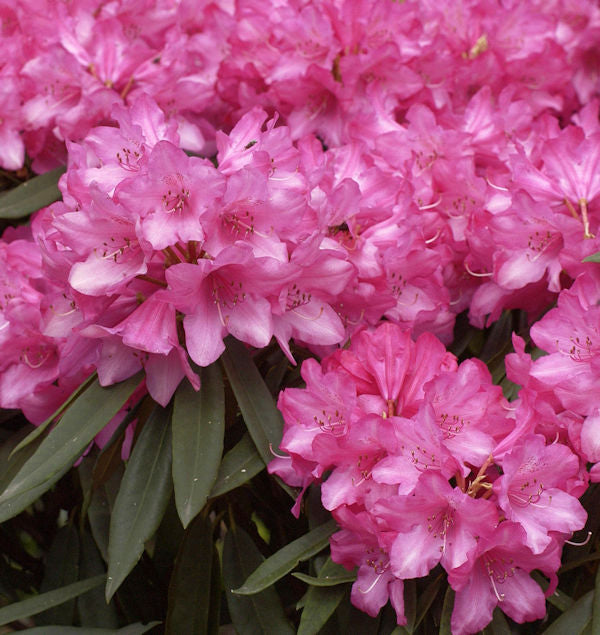  Rhododendron Rosa Perle 40-50cm - Rhododendron Makinoi