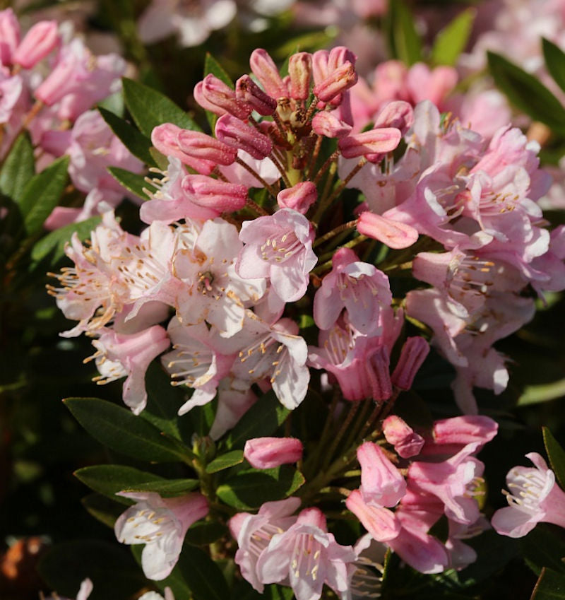  Kugelschnitt Kleinblütiger Rhododendron Bloombux® 25-30cm - Rhododendron Micranthum