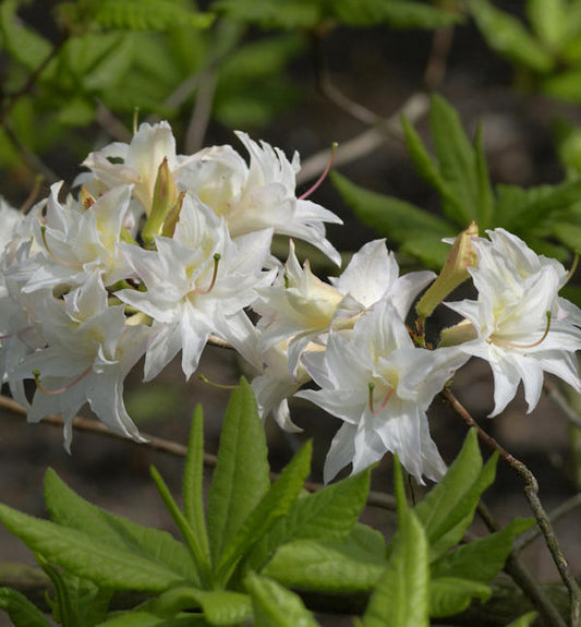  Sommergrüne Azalee Schneeköpfchen 50-60cm - Rhododendron Mixtum