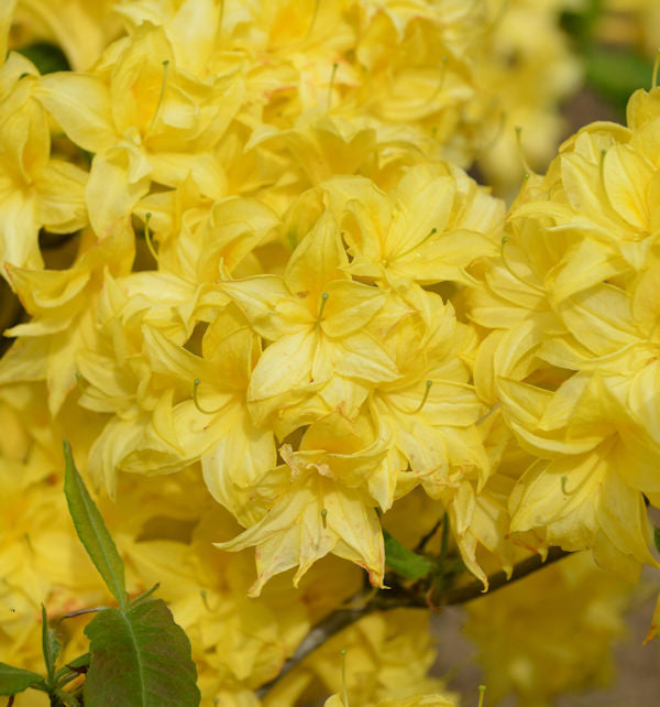  Sommergrüne Azalee Sonnenköpfchen 30-40cm - Rhododendron Mixtum