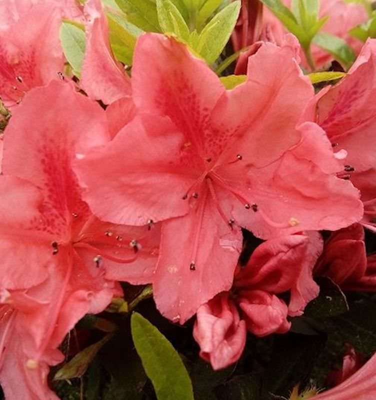  Kriechende Immergrüne Zwerg Azalee Komodo 25-30cm - Rhododendron Nakaharai