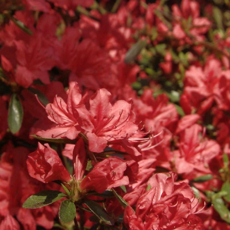  Kriechende Immergrüne Zwerg Azalee Marilee 20-25cm - Rhododendron Nakaharai