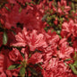  Kriechende Immergrüne Zwerg Azalee Marilee 20-25cm - Rhododendron Nakaharai