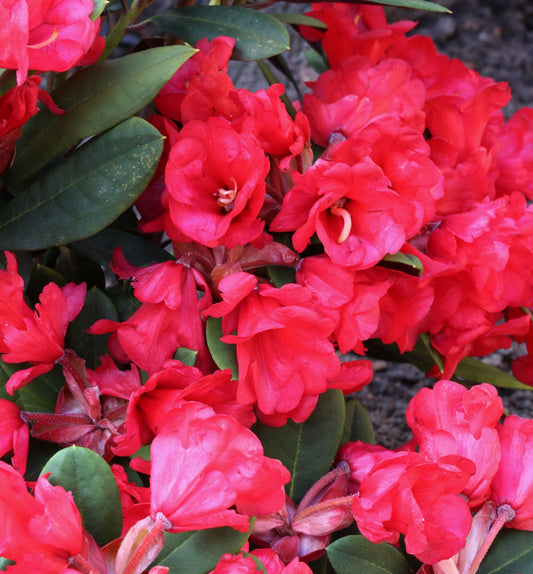  Azalee Burletta 30-40cm - Rhododendron Neriiflorum - Alenrose