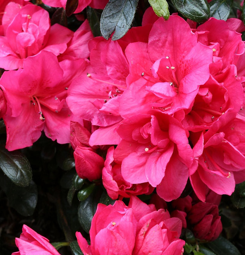  Japanische Azalee Arabesk 15-20cm - Rhododendron Obtusum - Zwerg Alpenrose