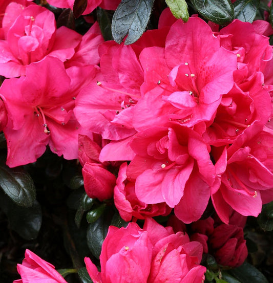  Japanische Azalee Arabesk 15-20cm - Rhododendron Obtusum - Zwerg Alpenrose