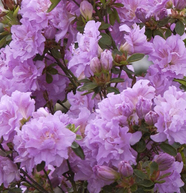  Hochstamm Japanische Azalee Elsie Lee 60-80cm - Rhododendron Obtusum - Zwerg Alpenrose