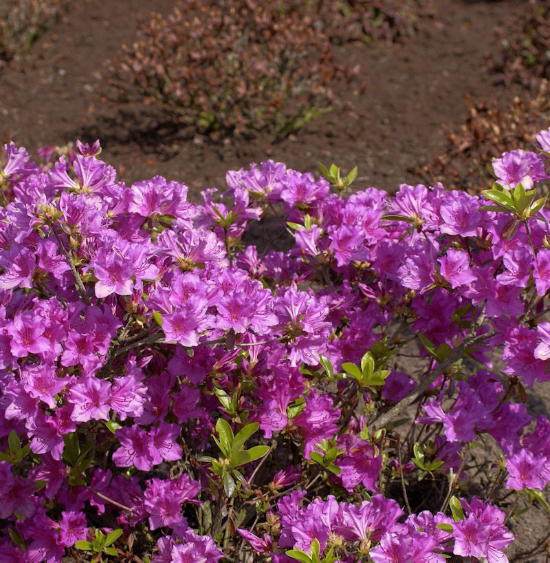  Japanische Azalee Blaue Donau 25-30cm - Rhododendron Obtusum - Zwerg Alpenrose