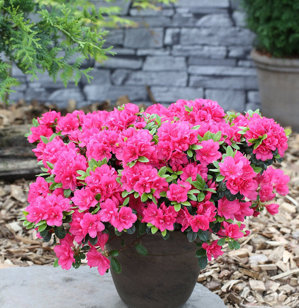  Japanische Azalee Canzonetta 30-40cm - Rhododendron Obtusum - Zwerg Alpenrose