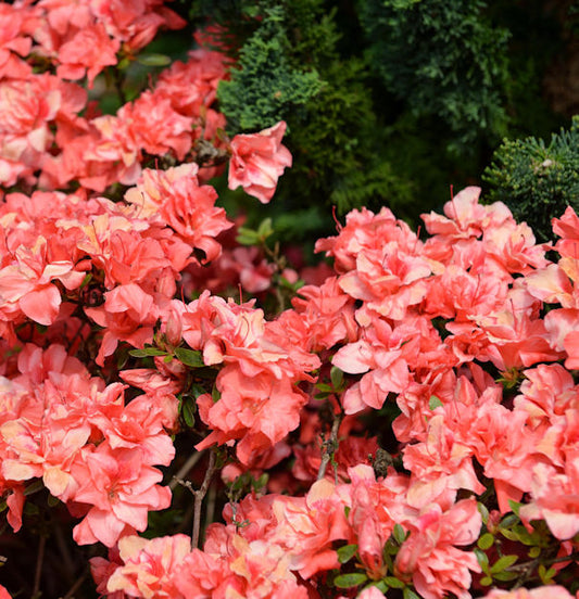  Japanische Azalee Cherie 20-25cm - Rhododendron Obtusum - Zwerg Alpenrose