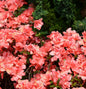  Japanische Azalee Cherie 20-25cm - Rhododendron Obtusum - Zwerg Alpenrose