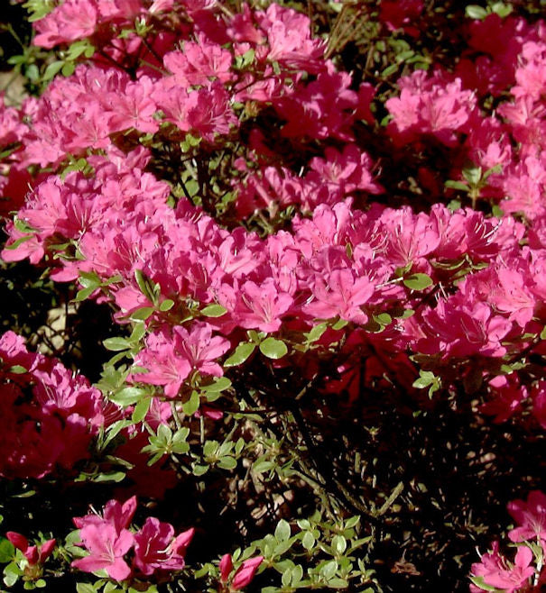  Japanische Azalee Diamant Purpur 25-30cm - Rhododendron Obtusum - Zwerg Alpenrose