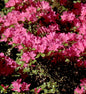  Japanische Azalee Diamant Purpur 25-30cm - Rhododendron Obtusum - Zwerg Alpenrose