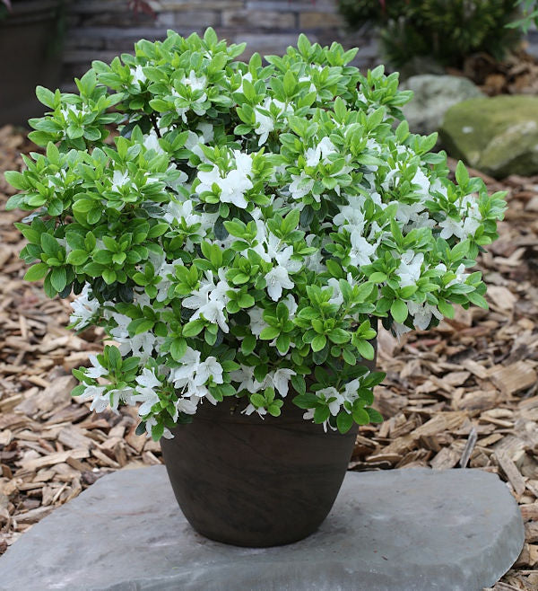  Japanische Azalee Diamant Weiß 30-40cm - Rhododendron Obtusum - Zwerg Alpenrose