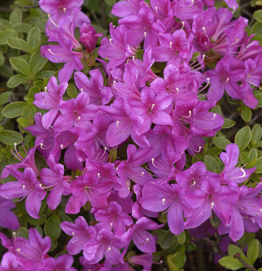  Japanische Azalee Diamant Himmelblau 20-25cm - Rhododendron Obtusum - Alpenrose