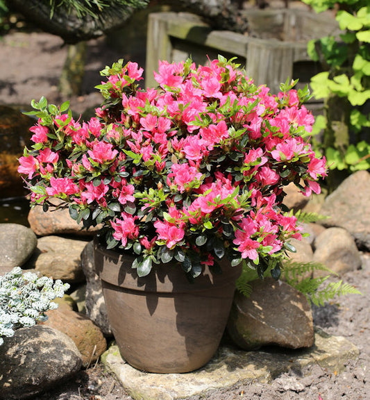  Japanische Azalee Drapa® 20-25cm - Rhododendron Obtusum - Zwerg Alpenrose
