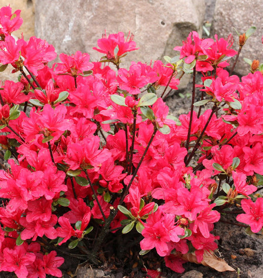  Japanische Azalee Elfie 50-60cm - Rhododendron Obtusum - Zwerg Alpenrose