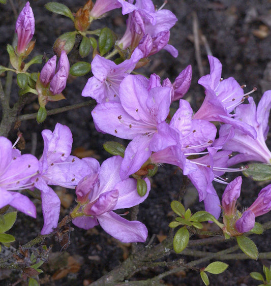  Japanische Azalee Geisha Lila 20-25cm - Rhododendron Obtusum