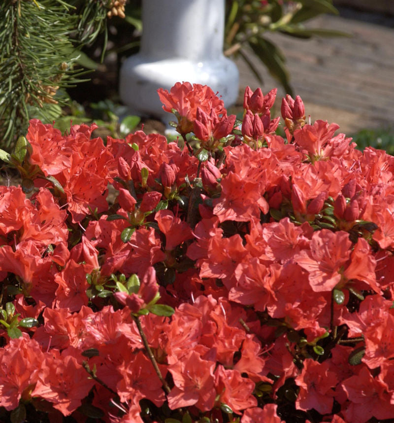  Japanische Azalee Geisha Orange 30-40cm - Rhododendron Obtusum - Alpenrose