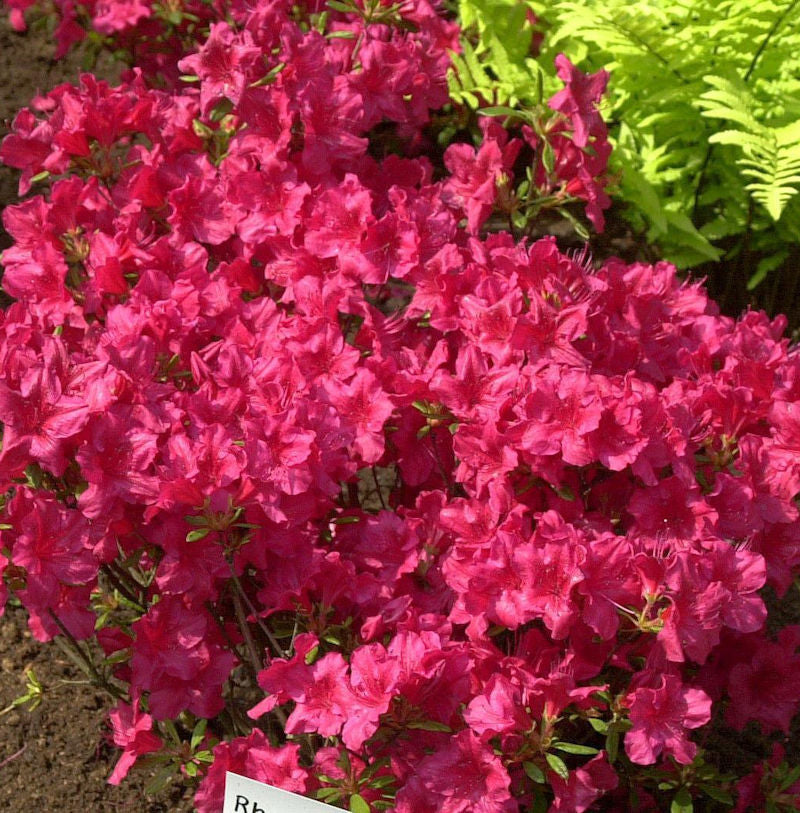  Japanische Azalee Georg Arends 20-25cm - Rhododendron Obtusum - Zwerg Alpenrose