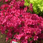  Japanische Azalee Georg Arends 20-25cm - Rhododendron Obtusum - Zwerg Alpenrose