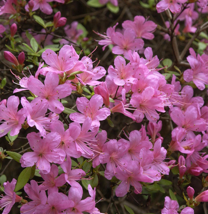  Japanische Azalee Hinomayo 20-25cm - Rhododendron Obtusum