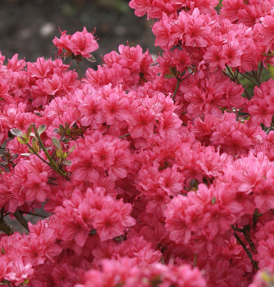  Japanische Azalee Hot Shot Variegated 15-20cm - Rhododendron Obtusum - Zwerg Alpenrose