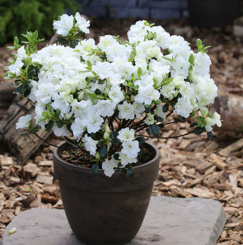  Japanische Azalee Inas Diamond® 20-25cm - Rhododendron Obtusum - Zwerg Alpenrose