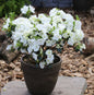  Japanische Azalee Inas Diamond® 20-25cm - Rhododendron Obtusum - Zwerg Alpenrose