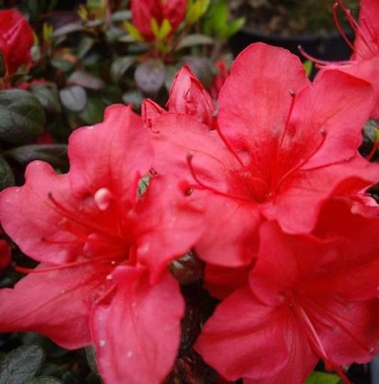  Japanische Azalee Johanna 40-50cm - Rhododendron Obtusum - Zwerg Alpenrose