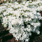  Japanische Azalee Kermesina Alba 15-20cm - Rhododendron Obtusum - Zwerg Alpenrose