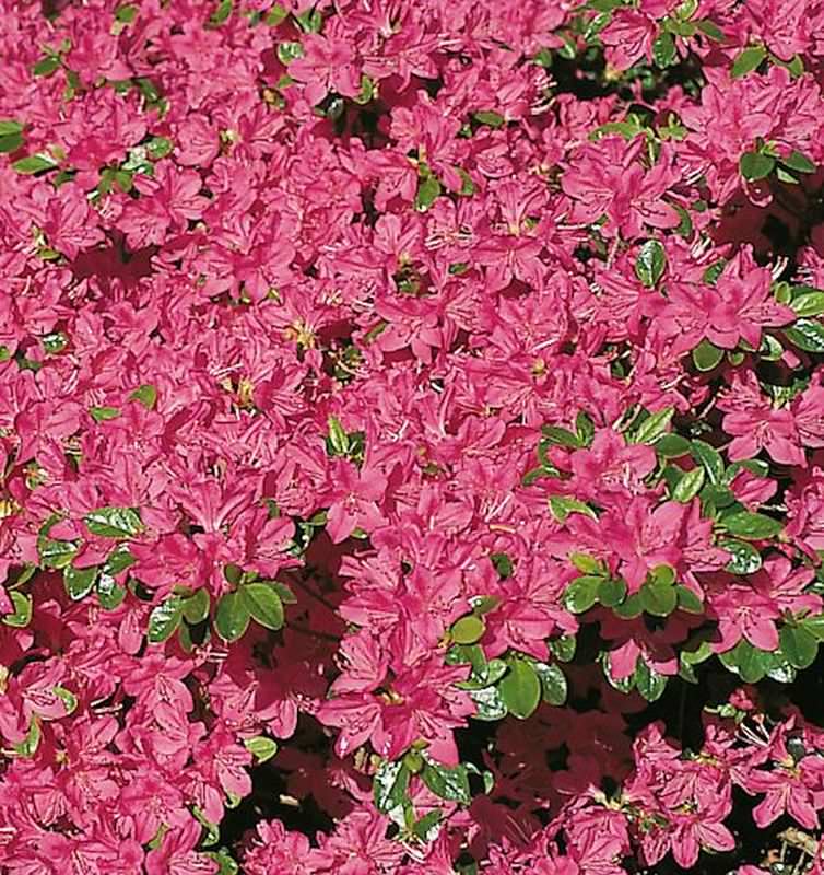  Japanische Azalee Kermesina 20-25cm - Rhododendron Obtusum - Zwerg Alpenrose