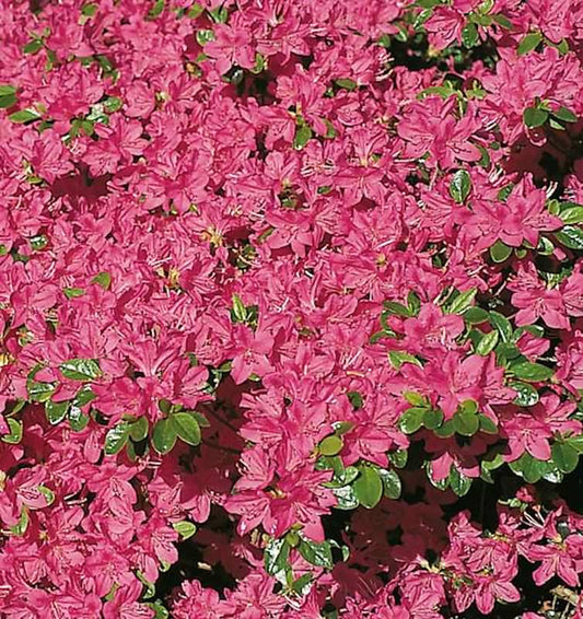  Japanische Azalee Kermesina 20-25cm - Rhododendron Obtusum - Zwerg Alpenrose